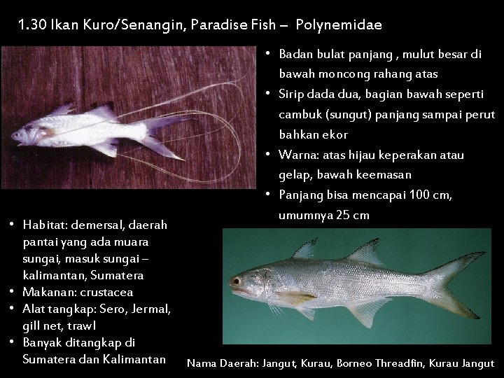 1. 30 Ikan Kuro/Senangin, Paradise Fish – Polynemidae • Habitat: demersal, daerah pantai yang