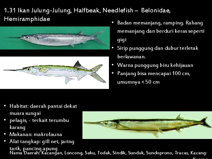 1. 31 Ikan Julung-Julung, Halfbeak, Needlefish – Belonidae, Hemiramphidae • Badan memanjang, ramping. Rahang