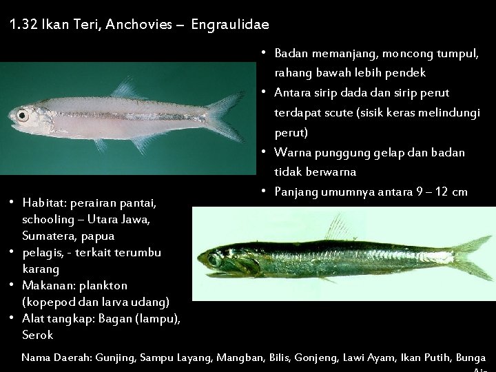 1. 32 Ikan Teri, Anchovies – Engraulidae • Habitat: perairan pantai, schooling – Utara