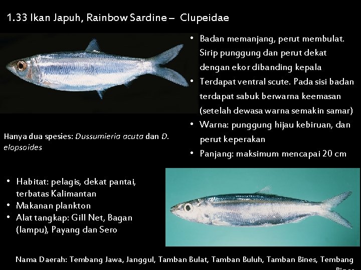 1. 33 Ikan Japuh, Rainbow Sardine – Clupeidae Hanya dua spesies: Dussumieria acuta dan