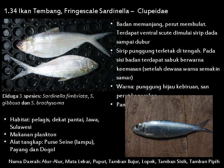 1. 34 Ikan Tembang, Fringescale Sardinella – Clupeidae Diduga 3 spesies: Sardinella fimbriata, S.