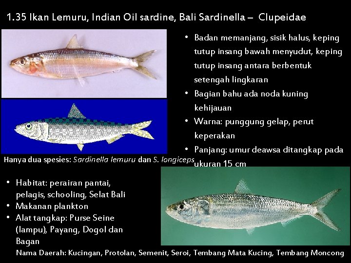 1. 35 Ikan Lemuru, Indian Oil sardine, Bali Sardinella – Clupeidae • Badan memanjang,