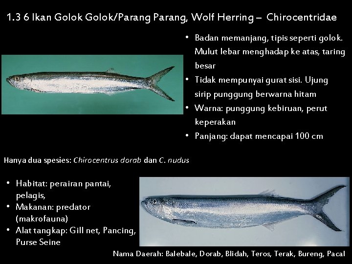 1. 3 6 Ikan Golok/Parang, Wolf Herring – Chirocentridae • Badan memanjang, tipis seperti