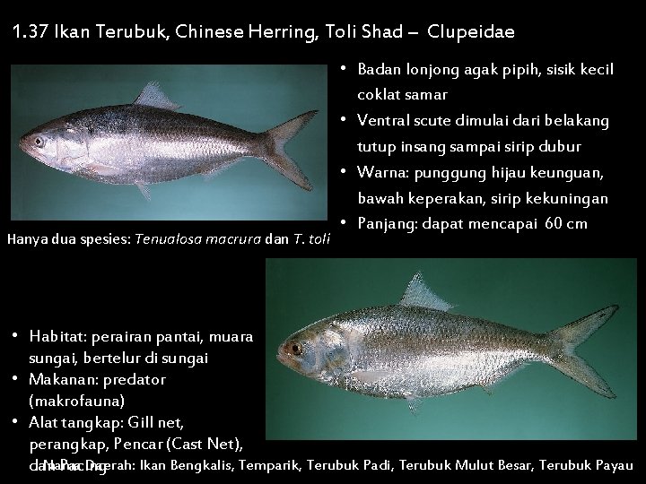 1. 37 Ikan Terubuk, Chinese Herring, Toli Shad – Clupeidae Hanya dua spesies: Tenualosa