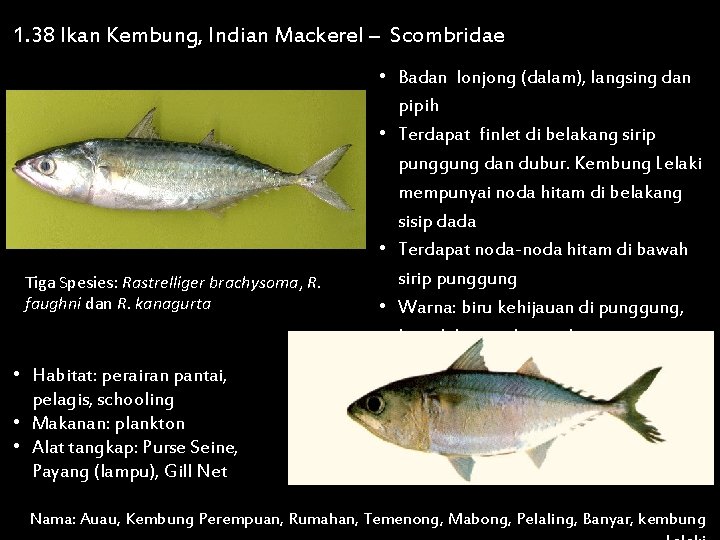 1. 38 Ikan Kembung, Indian Mackerel – Scombridae Tiga Spesies: Rastrelliger brachysoma, R. faughni