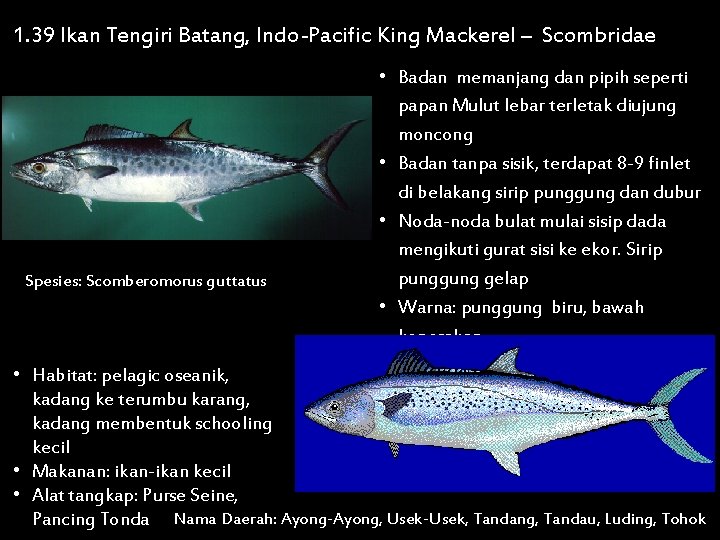 1. 39 Ikan Tengiri Batang, Indo-Pacific King Mackerel – Scombridae Spesies: Scomberomorus guttatus •