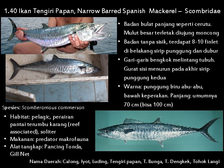 1. 40 Ikan Tengiri Papan, Narrow Barred Spanish Mackerel – Scombridae Spesies: Scomberomous commerson