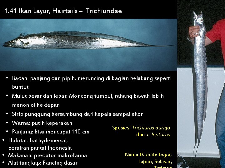 1. 41 Ikan Layur, Hairtails – Trichiuridae • Badan panjang dan pipih, meruncing di