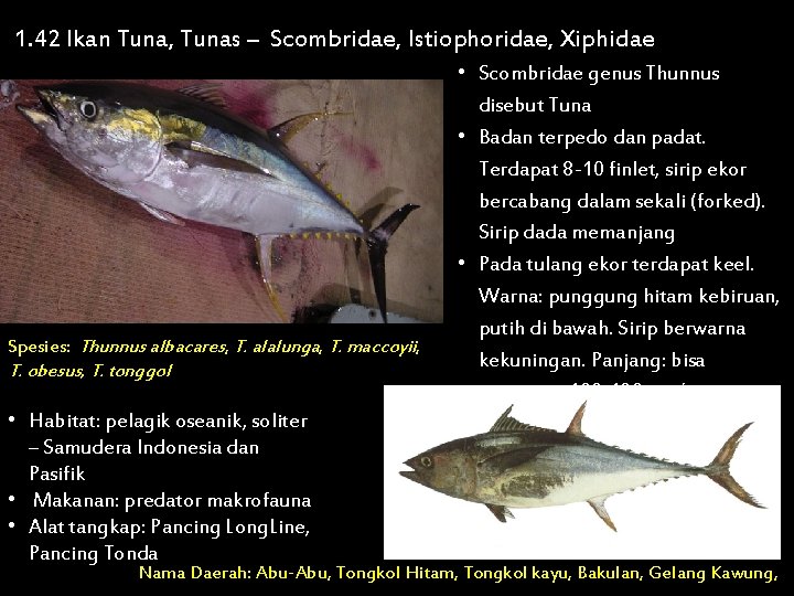 1. 42 Ikan Tuna, Tunas – Scombridae, Istiophoridae, Xiphidae Spesies: Thunnus albacares, T. alalunga,