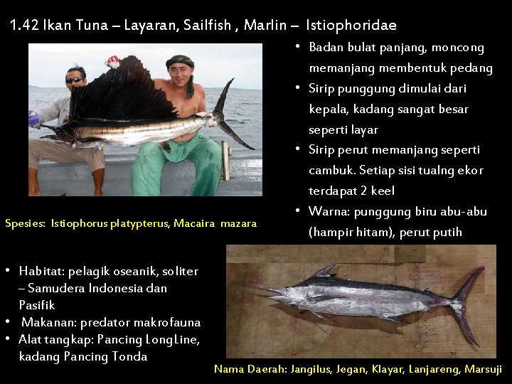 1. 42 Ikan Tuna – Layaran, Sailfish , Marlin – Istiophoridae Spesies: Istiophorus platypterus,