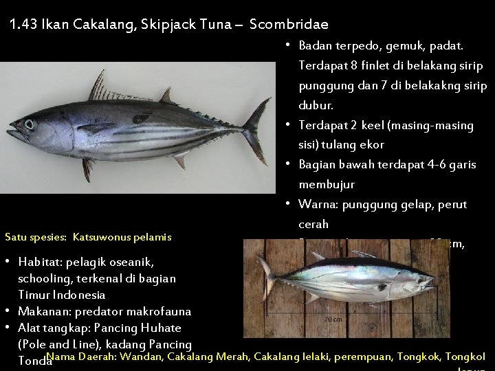 1. 43 Ikan Cakalang, Skipjack Tuna – Scombridae Satu spesies: Katsuwonus pelamis • Badan