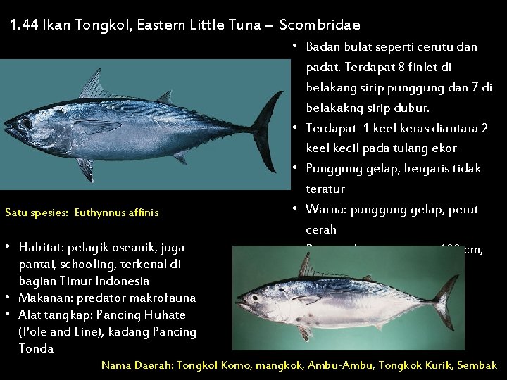 1. 44 Ikan Tongkol, Eastern Little Tuna – Scombridae Satu spesies: Euthynnus affinis •