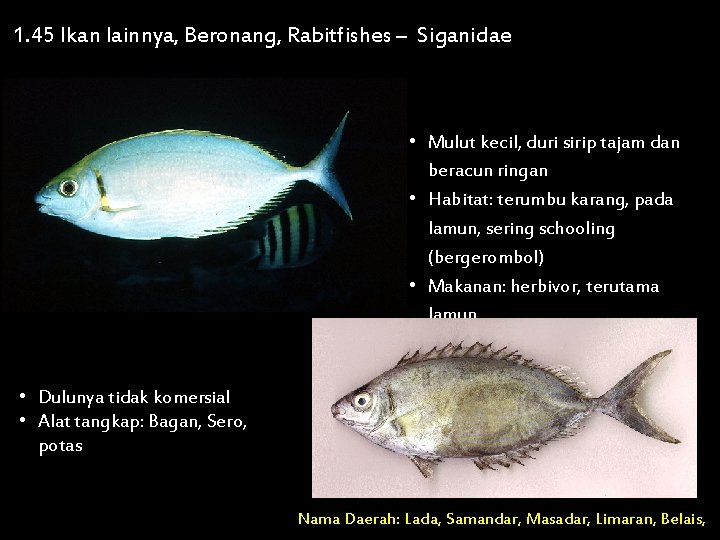 1. 45 Ikan lainnya, Beronang, Rabitfishes – Siganidae • Mulut kecil, duri sirip tajam