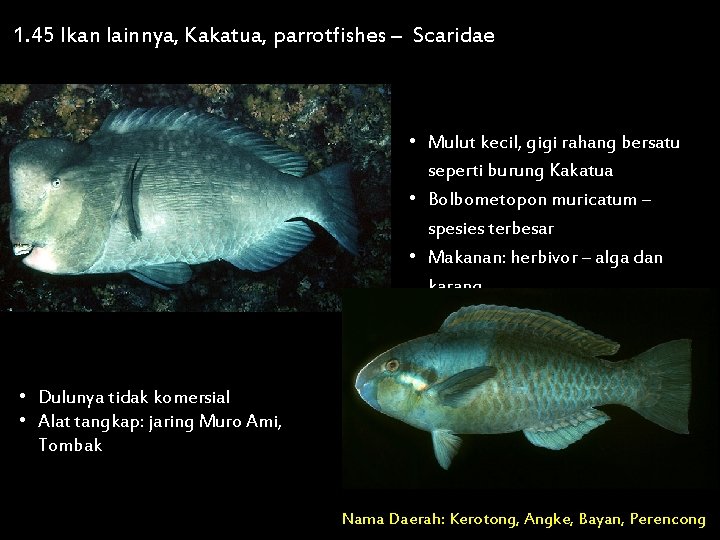 1. 45 Ikan lainnya, Kakatua, parrotfishes – Scaridae • Mulut kecil, gigi rahang bersatu