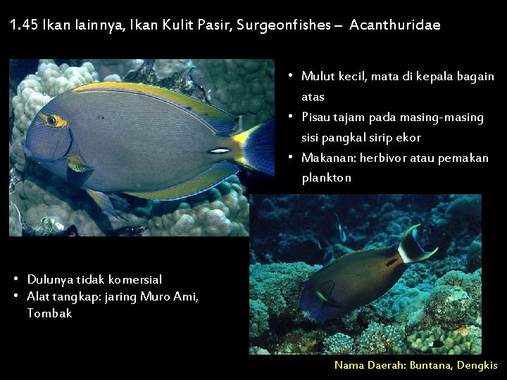 1. 45 Ikan lainnya, Ikan Kulit Pasir, Surgeonfishes – Acanthuridae • Mulut kecil, mata