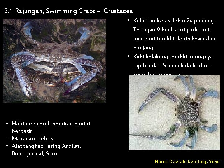 2. 1 Rajungan, Swimming Crabs – Crustacea • Kulit luar keras, lebar 2 x