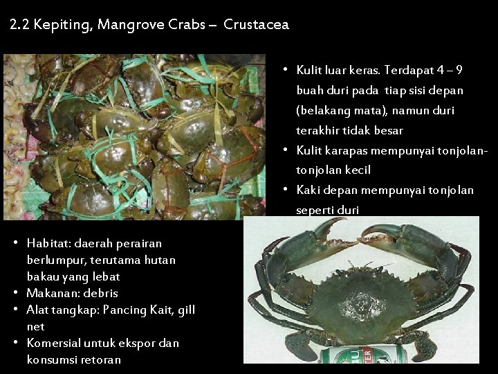 2. 2 Kepiting, Mangrove Crabs – Crustacea • Kulit luar keras. Terdapat 4 –