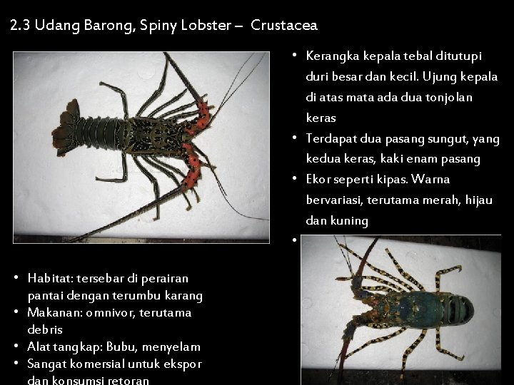 2. 3 Udang Barong, Spiny Lobster – Crustacea • Habitat: tersebar di perairan pantai
