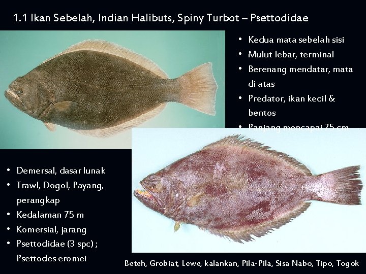 1. 1 Ikan Sebelah, Indian Halibuts, Spiny Turbot – Psettodidae • Kedua mata sebelah
