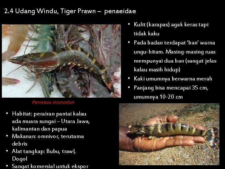 2. 4 Udang Windu, Tiger Prawn – penaeidae Penaeus monodon • Habitat: perairan pantai