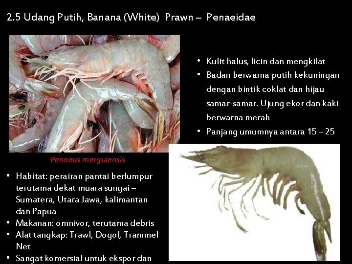 2. 5 Udang Putih, Banana (White) Prawn – Penaeidae • Kulit halus, licin dan