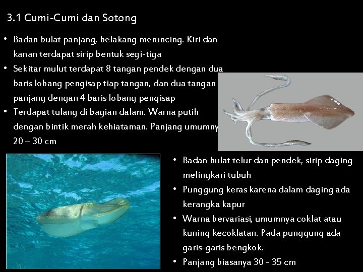 3. 1 Cumi-Cumi dan Sotong • Badan bulat panjang, belakang meruncing. Kiri dan kanan