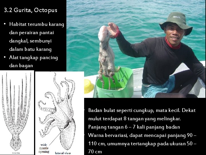 3. 2 Gurita, Octopus • Habitat terumbu karang dan perairan pantai dangkal, sembunyi dalam