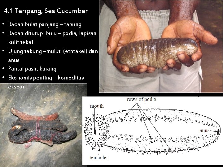 4. 1 Teripang, Sea Cucumber • Badan bulat panjang – tabung • Badan ditutupi