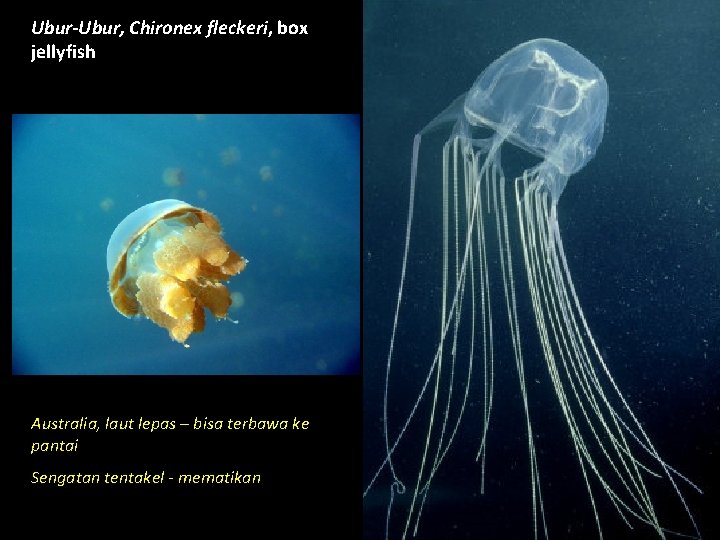 Ubur-Ubur, Chironex fleckeri, box jellyfish Australia, laut lepas – bisa terbawa ke pantai Sengatan