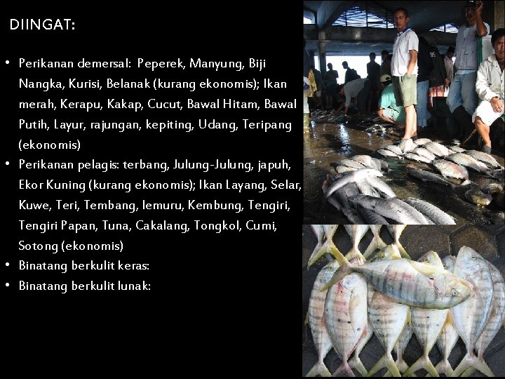 DIINGAT: • Perikanan demersal: Peperek, Manyung, Biji Nangka, Kurisi, Belanak (kurang ekonomis); Ikan merah,