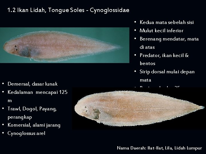 1. 2 Ikan Lidah, Tongue Soles - Cynoglossidae • Demersal, dasar lunak • Kedalaman