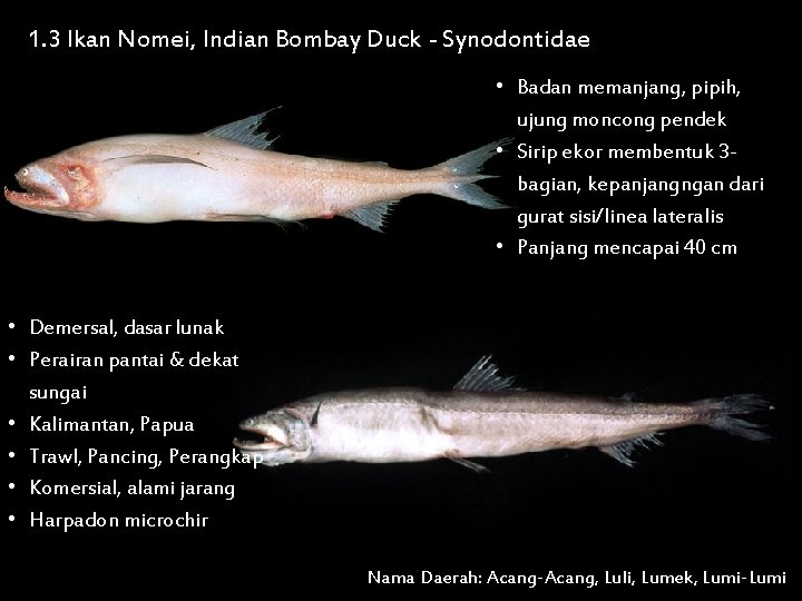 1. 3 Ikan Nomei, Indian Bombay Duck - Synodontidae • Badan memanjang, pipih, ujung