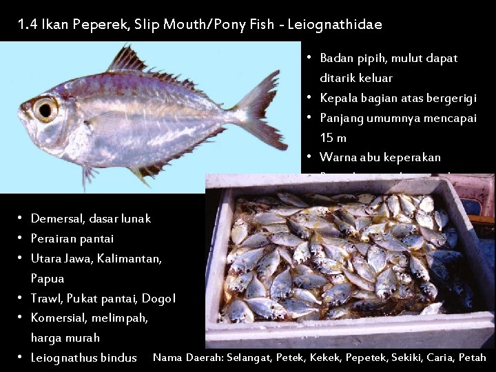 1. 4 Ikan Peperek, Slip Mouth/Pony Fish - Leiognathidae • Badan pipih, mulut dapat