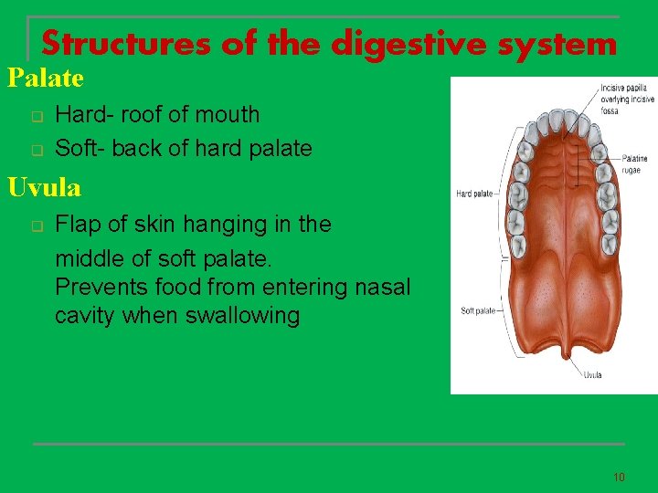 Structures of the digestive system Palate q q Hard- roof of mouth Soft- back