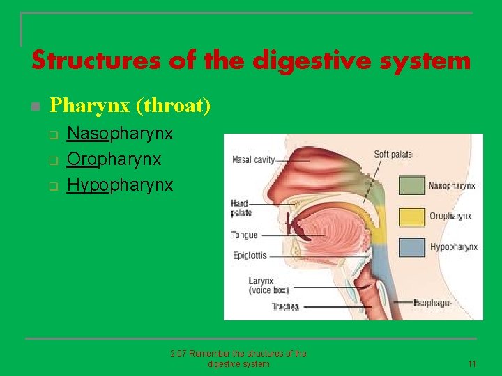 Structures of the digestive system n Pharynx (throat) q q q Nasopharynx Oropharynx Hypopharynx