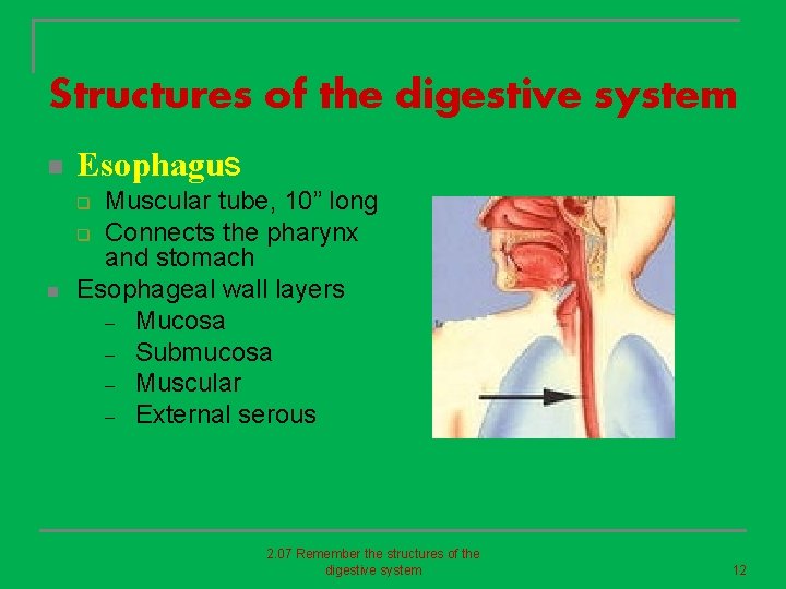 Structures of the digestive system n Esophagus Muscular tube, 10” long q Connects the