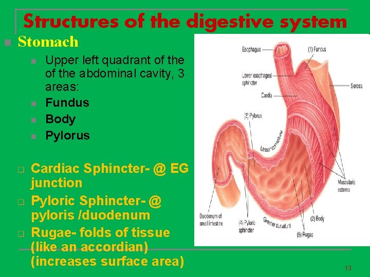 Structures of the digestive system n Stomach n n q q q Upper left