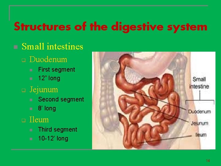 Structures of the digestive system n Small intestines q Duodenum n n q Jejunum