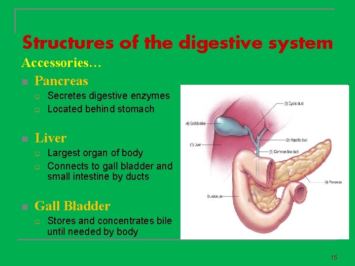 Structures of the digestive system Accessories… n Pancreas q q n Liver q q