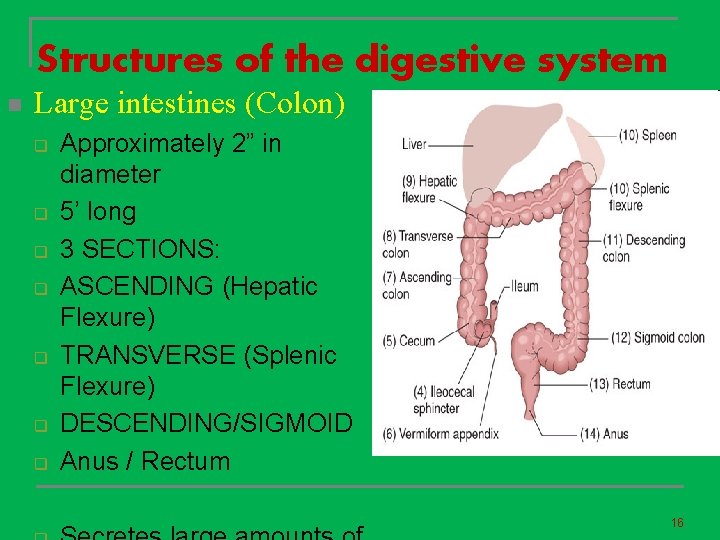 Structures of the digestive system n Large intestines (Colon) q q q q Approximately