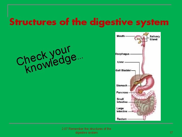 Structures of the digestive system r u o y k … c e e
