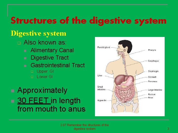 Structures of the digestive system Digestive system q Also known as: n n n