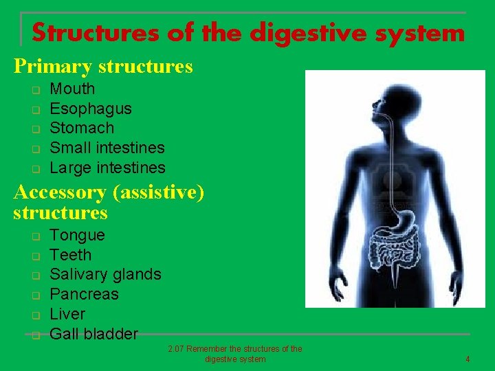 Structures of the digestive system Primary structures q q q Mouth Esophagus Stomach Small