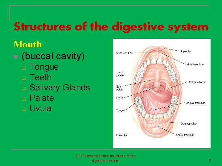 Structures of the digestive system Mouth n (buccal cavity) q q q Tongue Teeth