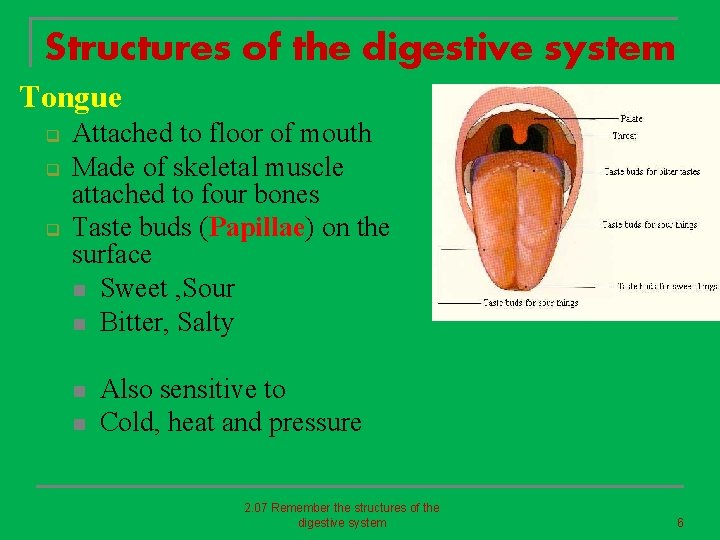 Structures of the digestive system Tongue q q q Attached to floor of mouth