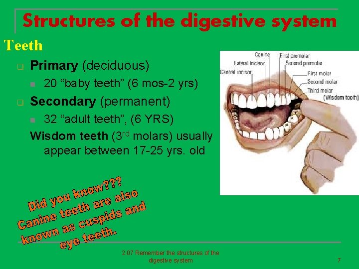 Structures of the digestive system Teeth q Primary (deciduous) n q 20 “baby teeth”