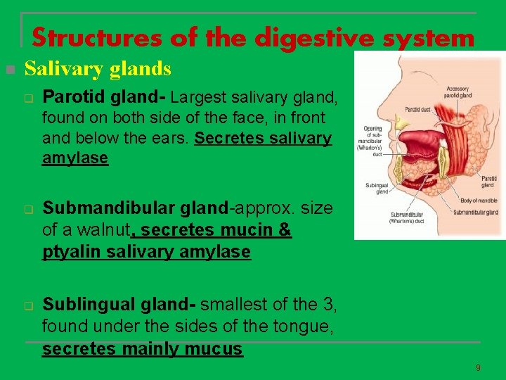 Structures of the digestive system n Salivary glands q Parotid gland- Largest salivary gland,