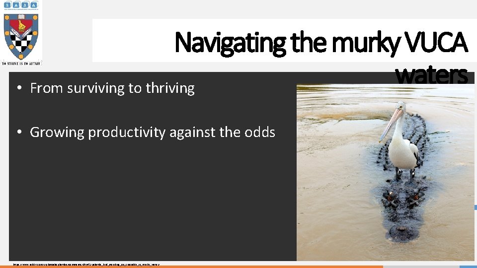 Navigating the murky VUCA waters • From surviving to thriving • Growing productivity against