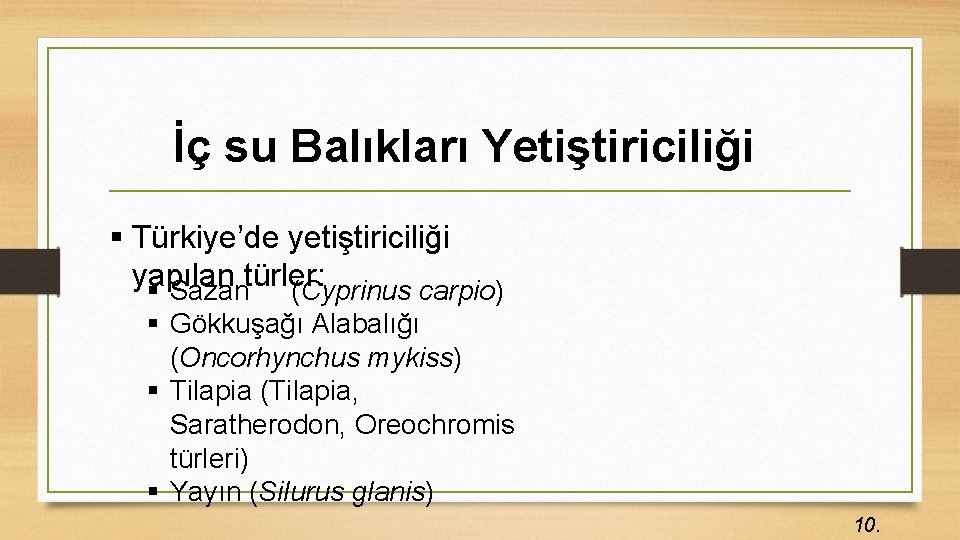 İç su Balıkları Yetiştiriciliği § Türkiye’de yetiştiriciliği yapılan § Sazantürler: (Cyprinus carpio) § Gökkuşağı