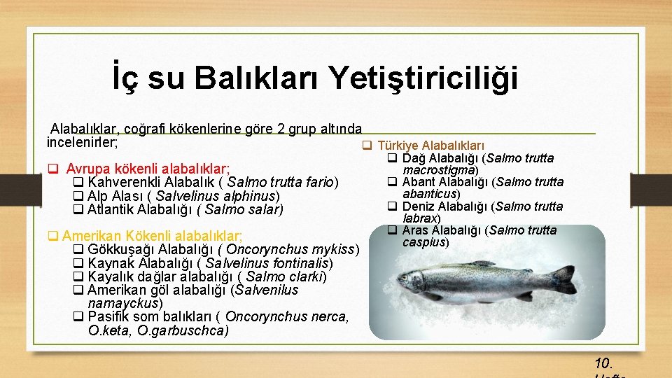 İç su Balıkları Yetiştiriciliği Alabalıklar, coğrafi kökenlerine göre 2 grup altında incelenirler; q Türkiye